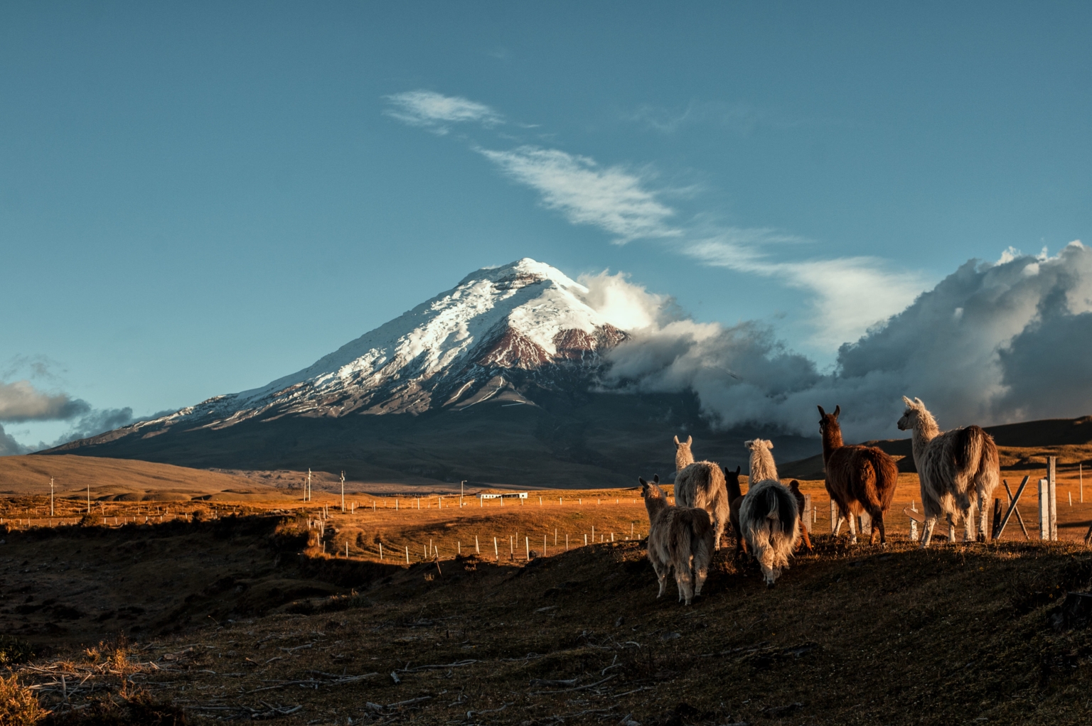Un grupo de lamas en un campo cerca del volcán Cotopaxi en un parque nacional en Ecuador